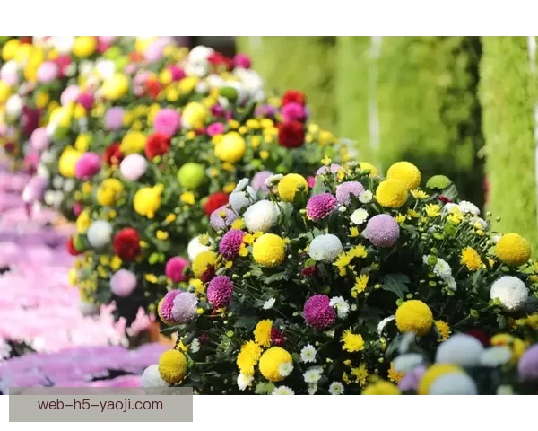 98色花堂入口：点亮你的色彩，绽放你的精彩